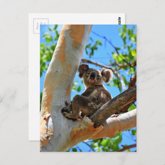 KOALA IN TREE QUEENSLAND AUSTRALIË BRIEFKAART (Voorkant / Achterkant)