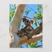 KOALA IN TREE QUEENSLAND AUSTRALIË BRIEFKAART (Voorkant)
