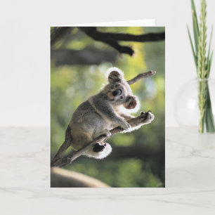 Koala Kaart