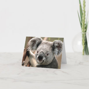 Koala Kaart
