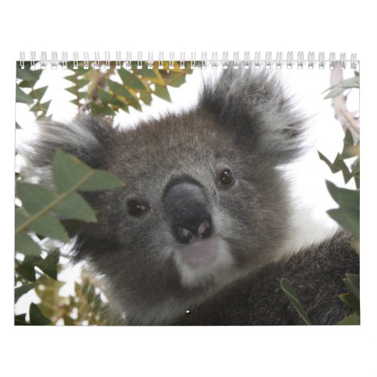 Koala Kalender (Hoes)