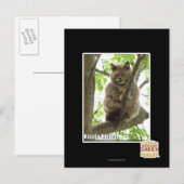 Koala Kitteh Briefkaart (Voorkant / Achterkant)