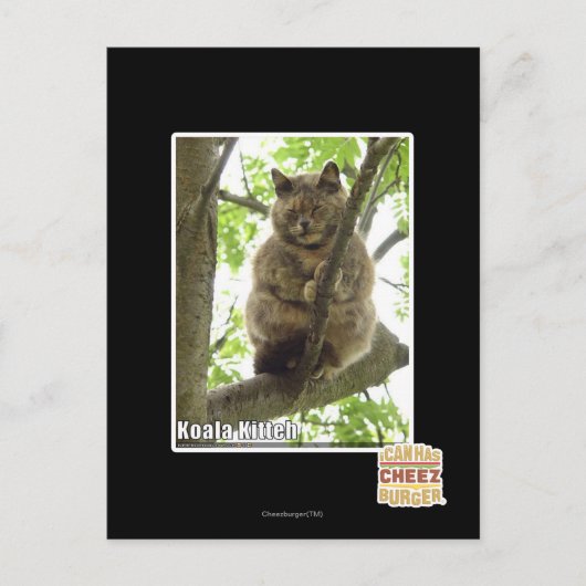 Koala Kitteh Briefkaart (Voorkant)