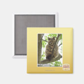 Koala Kitteh Magneet (Voorkant / Achterkant)