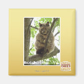 Koala Kitteh Magneet (Voorkant)