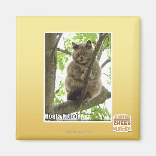 Koala Kitteh Magneet (Voorkant)
