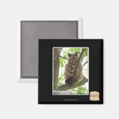 Koala Kitteh Magneet (Voorkant / Achterkant)