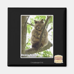 Koala Kitteh Magneet