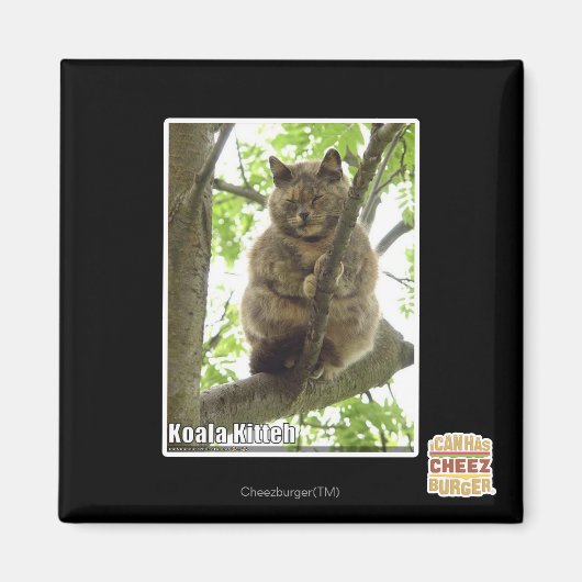 Koala Kitteh Magneet (Voorkant)