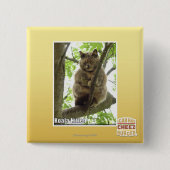 Koala Kitteh Vierkante Button 5,1 Cm (Voorkant)