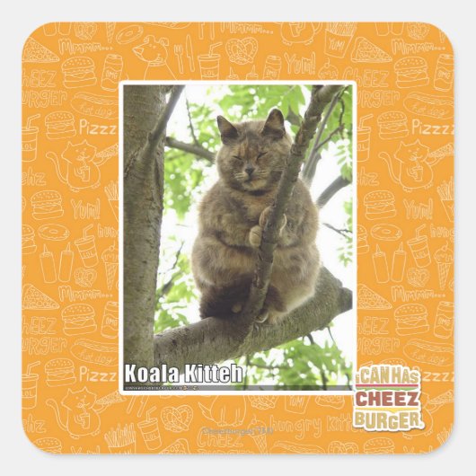 Koala Kitteh Vierkante Sticker (Voorkant)