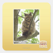 Koala Kitteh Vierkante Sticker (Voorkant)