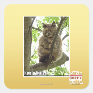 Koala Kitteh Vierkante Sticker