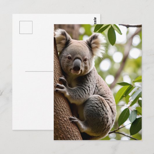 Koala Klim-boom Briefkaart (Voorkant / Achterkant)