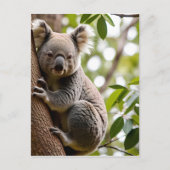 Koala Klim-boom Briefkaart (Voorkant)