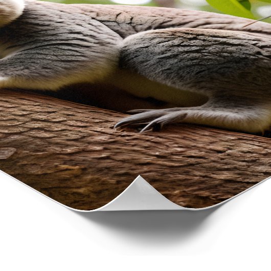 Koala Klim-boom Poster (Hoek)