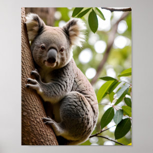 Koala Klim-boom Poster