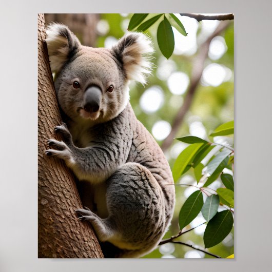 Koala Klim-boom Poster (Voorkant)