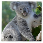 Koala: Koedel Australische koala Tegeltje (Voorkant)