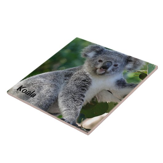 Koala: Koedel Australische koala Tegeltje (Zijkant)