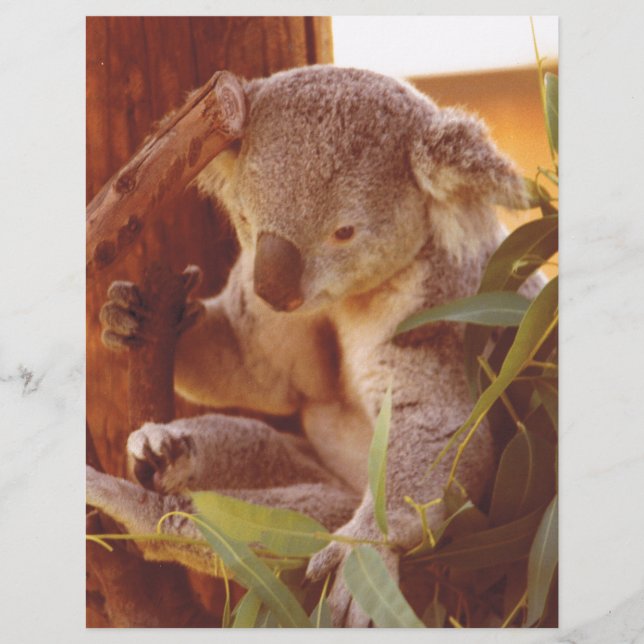 Koala-liefde (Voorkant)