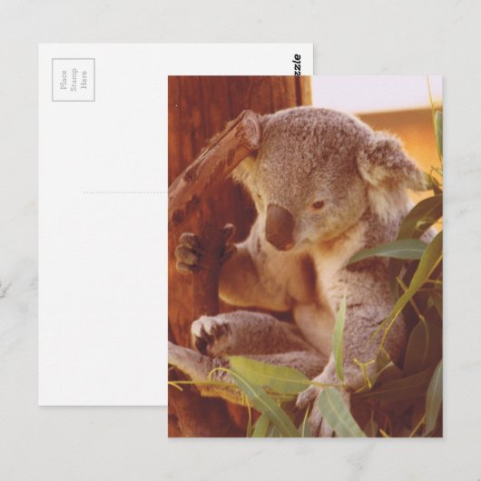 Koala-liefde Briefkaart (Voorkant / Achterkant)
