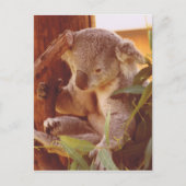 Koala-liefde Briefkaart (Voorkant)