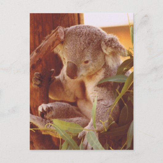 Koala-liefde Briefkaart (Voorkant)