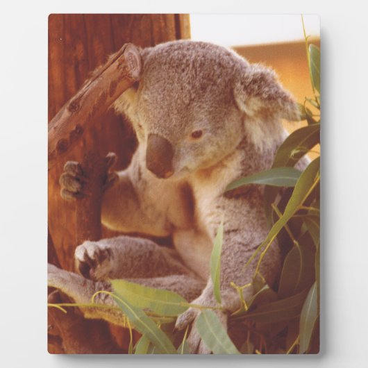 Koala-liefde Fotoplaat (Voorkant)