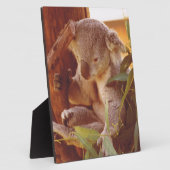 Koala-liefde Fotoplaat (Zijkant)