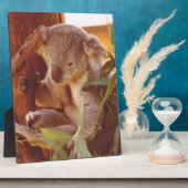 Koala-liefde Fotoplaat (Zijkant)
