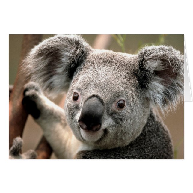 Koala-lijn (Voorkant Horizontaal)