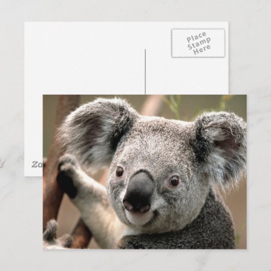 Koala-lijn Briefkaart (Voorkant / Achterkant)