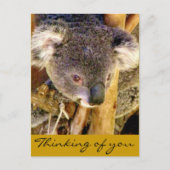 Koala Love_ Briefkaart (Voorkant)