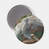 Koala Magneet (Voorkant / Achterkant)