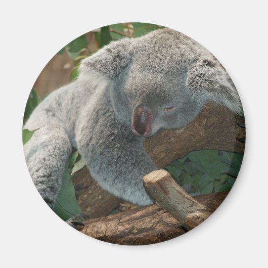 Koala Magneet (Voorkant)
