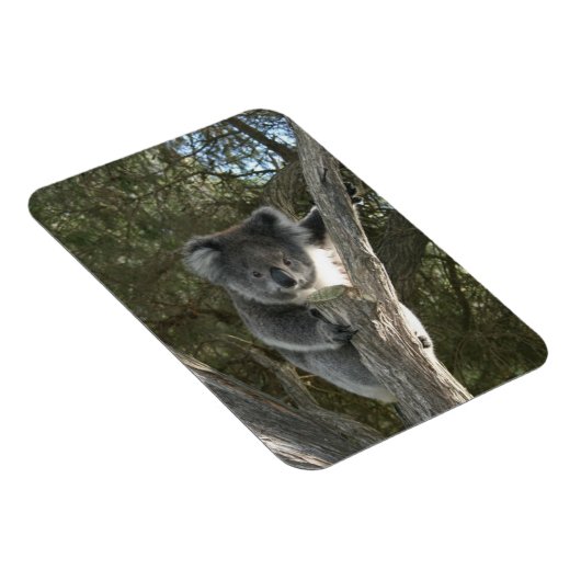 Koala Magneet (Rechterzijde)