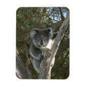 Koala Magneet (Verticaal)