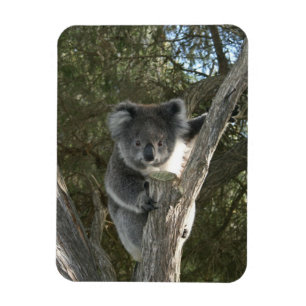 Koala Magneet