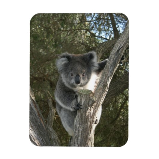 Koala Magneet (Verticaal)
