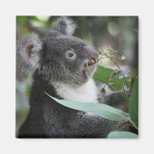 Koala Magneet (Voorkant)