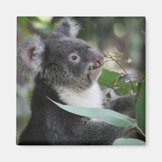 Koala Magneet