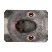 Koala Magneet (Horizontaal)
