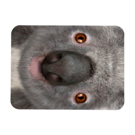 Koala Magneet (Horizontaal)