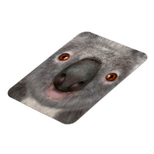Koala Magneet