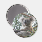 Koala Magnet (Voorkant / Achterkant)