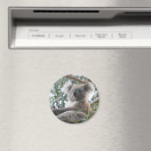 Koala Magnet (Insitu (Vaatwasser))