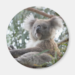 Koala Magnet