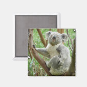 Koala Magnet (Voorkant / Achterkant)