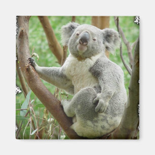 Koala Magnet